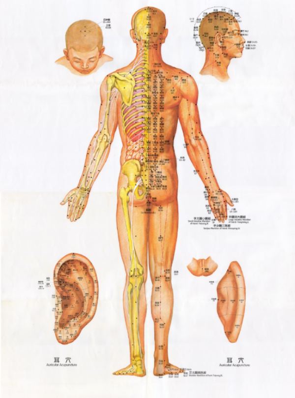 thumbnail man ear poster A1 Acupuncture Point Posters (Poster B)