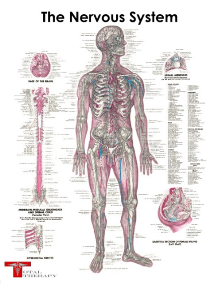 Nervous System poster