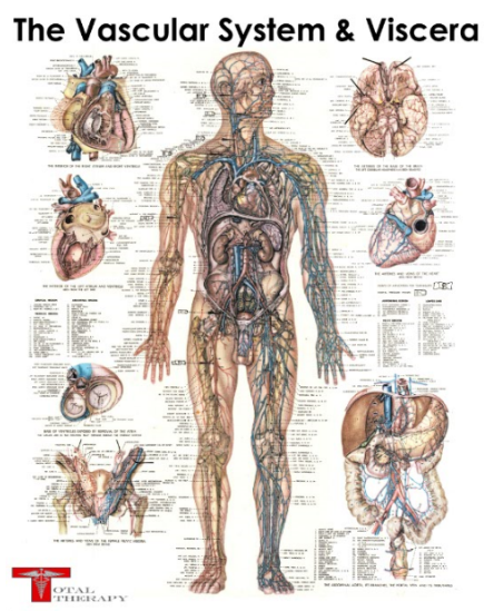 Vascular System poster Vascular System poster