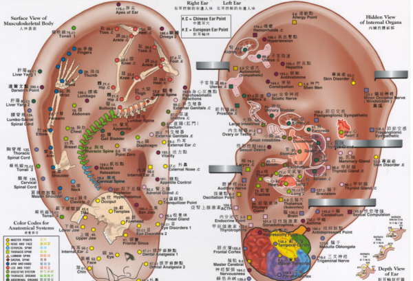 Ears thumbnail A1 or A2 Ear Acupuncture Point Posters