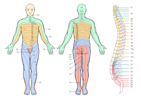 Dermatome Poster