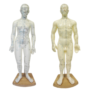 Acupuncture Meridian Model Acupuncture Meridian Model
